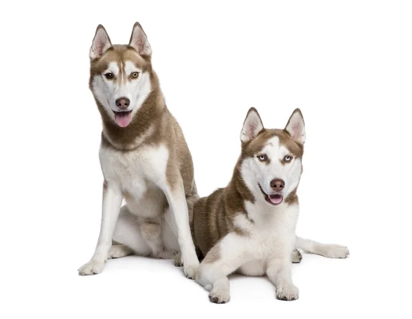 Собаки породы хаски, 4 и 1 год — стоковое фото