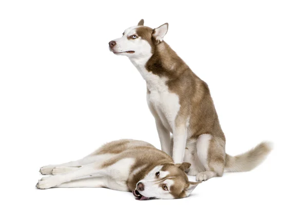 Husky собаки, 4 і 1-річна — стокове фото