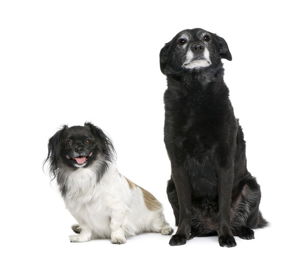 Two bastard dogs, 3 and 11 years old, sitting in front of white background