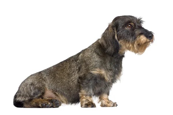 Είδος γερμανικού κυνηγετικού σκύλου, 2 ετών — Φωτογραφία Αρχείου