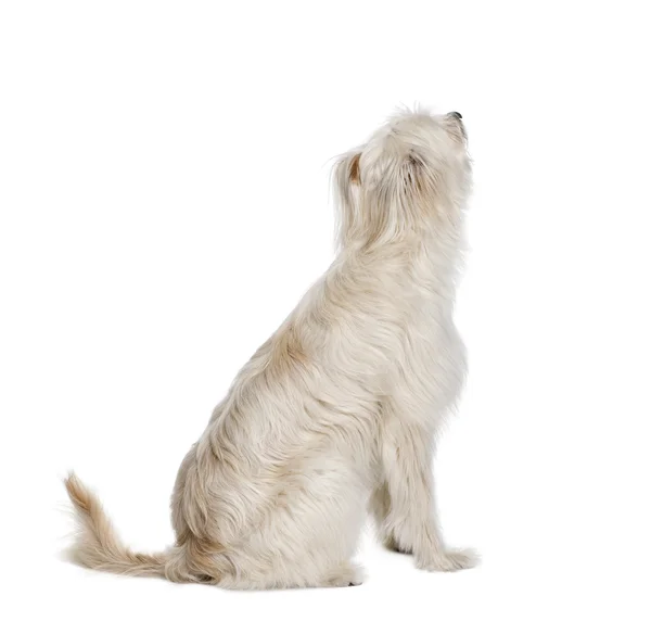 Pyreneisk vallhund, 2 år gammal — Stockfoto