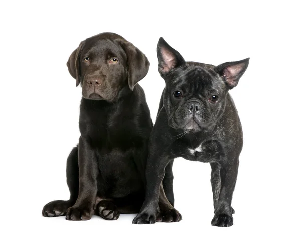 French Bulldog, 1 year old, and Labrador puppy — Stockfoto