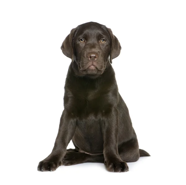 Labrador puppy, 10 weeks old, — Stock Photo, Image