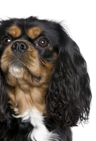 Cavalier King Charles Spaniel, 2 years old — Stock Photo, Image