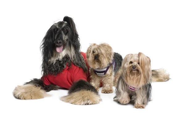 Afghan Hound and Yorkshire dogs sitting in front of white background, studio shot — Stock Photo, Image