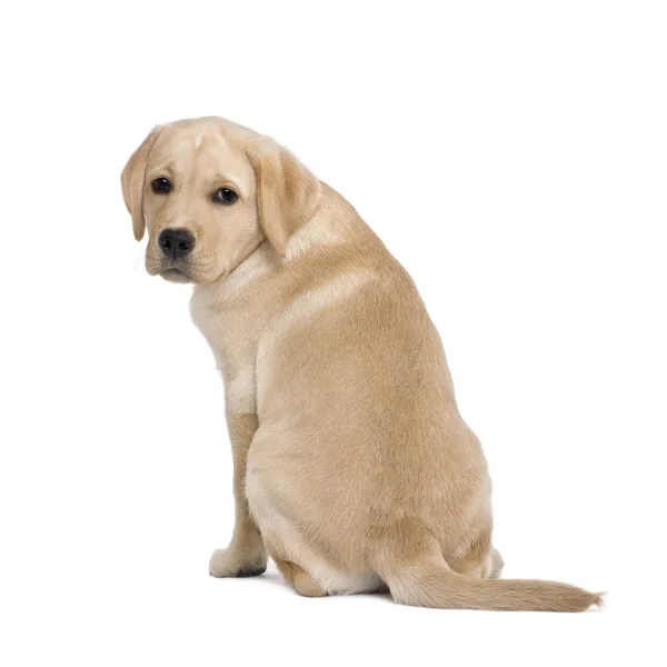 Cream Labrador puppy, 14 weeks old, sitting in front of white background, studio shot — Stock Photo, Image