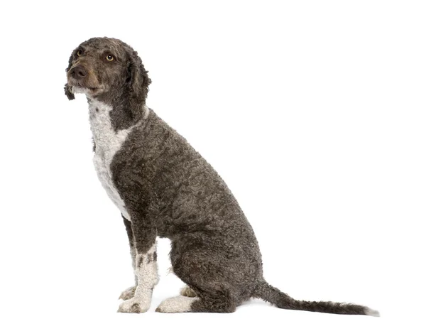 Spanish water spaniel dog, 3 years old — Stock Photo, Image