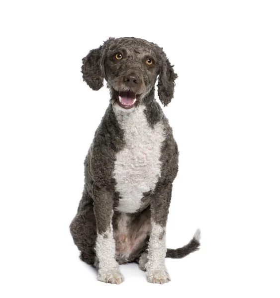 stock image Spanish water spaniel dog, 3 years old, sitting in front of whit