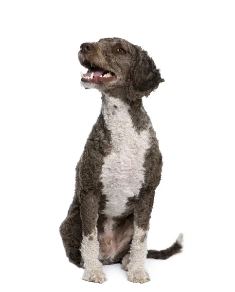 Spanischer Wasserspaniel-Hund, 3 Jahre alt, sitzt vor einem — Stockfoto