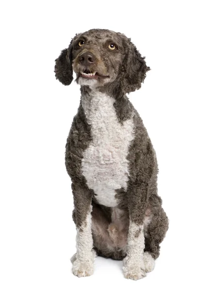 Spanish water spaniel dog, 3 years old, sitting in front of whit — Stock Photo, Image