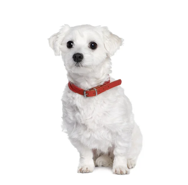 몰타어 강아지, 강아지, 4 세 — 스톡 사진