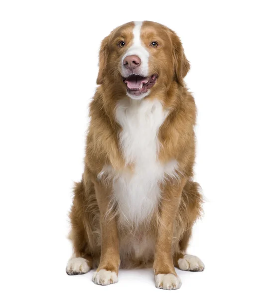 Bastaard hond, 6 jaar oud, zitten in de voorkant van witte achtergrond — Stockfoto