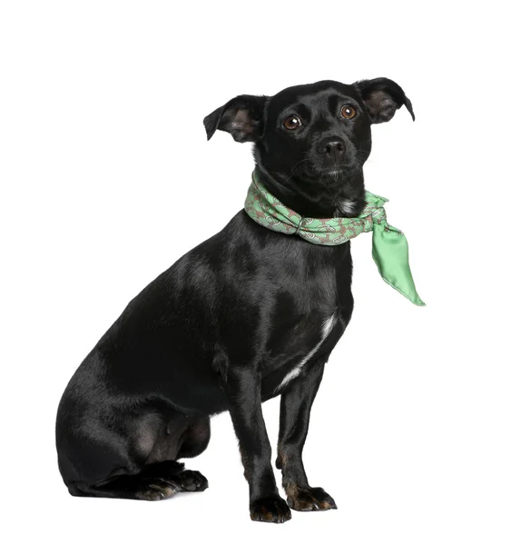 混合された品種犬チワワ、ダックスフントの間 — ストック写真