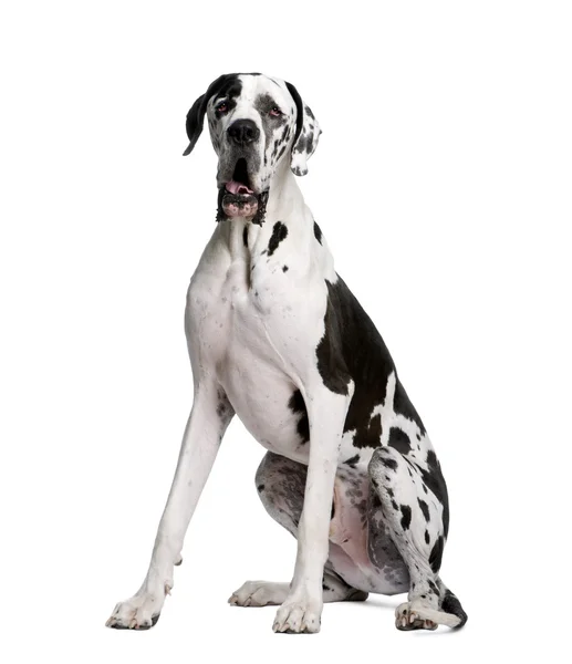 Arlequin doga, 2 roky staré — Stock fotografie