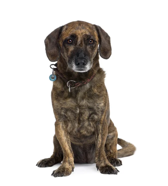 오래 된 나쁜 개, 10 세 — 스톡 사진
