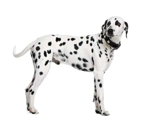 Dalmatian, 2 years old — Stock Photo, Image