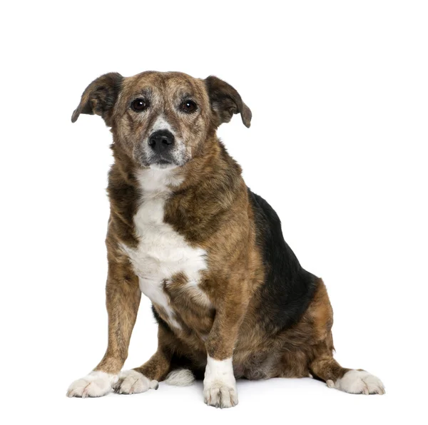 Velho cão bastardo, 11 anos — Fotografia de Stock