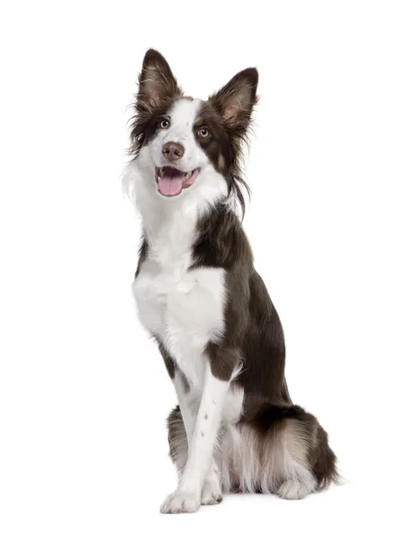 Border Collie, 1 year old, sitting in front of white background — Stock Photo, Image