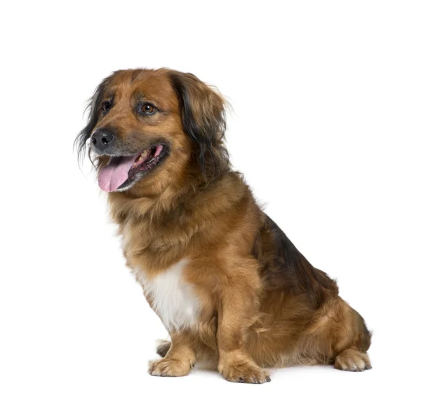 Bastard pes, 10 let, sedí v přední části bílé pozadí — Stock fotografie