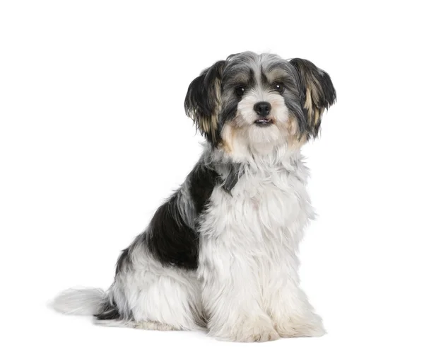 Draniu psa siedząc białe tło, łapka — Zdjęcie stockowe