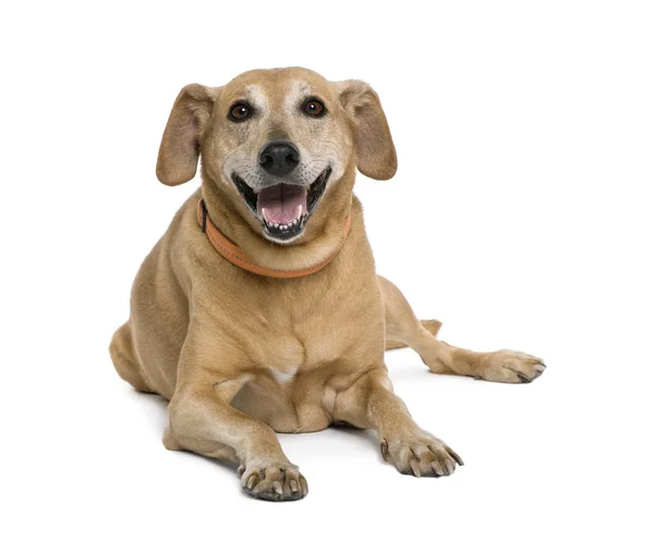 stock image Bastard dog sitting in front of white background, studio shot