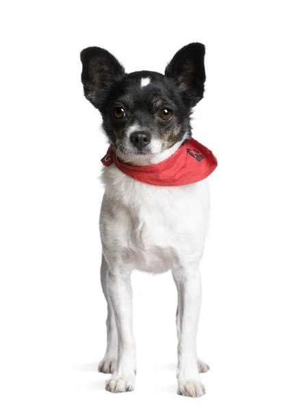 Bastard dog in red handkerchief — Stock Photo, Image