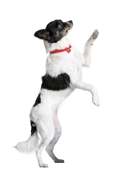 Bastard dog in red handkerchief — Stock Photo, Image