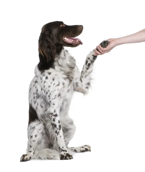 Små munsterlander hund skakar hand med person, 2 år gammal — Stockfoto