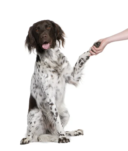 Små munsterlander hund skakar hand med person, 2 år gammal — Stockfoto