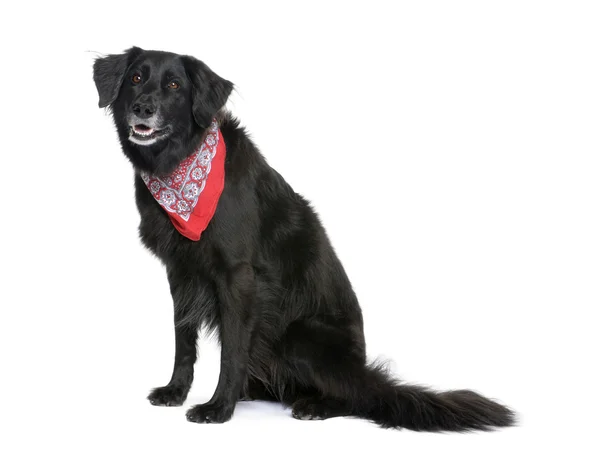 Bastaard hond in rode zakdoek, 7 jaar oud — Stockfoto