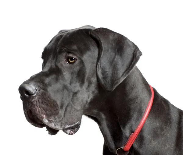Great Dane, 11 months old, in front of white background — Stock Photo, Image