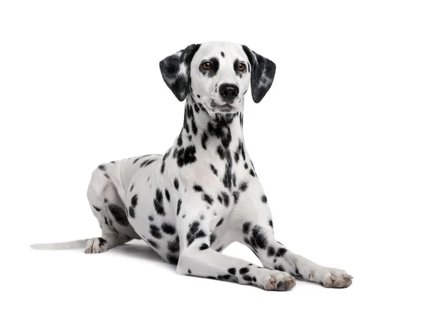 Dalmatian, 15 months old, sitting in front of white background — Stock Photo, Image