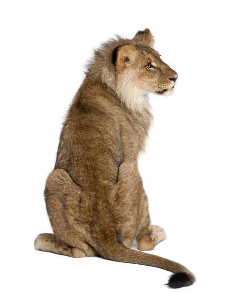 Back view of a Lion, Panthera leo, 9 months old, in front of a white background, studio shot