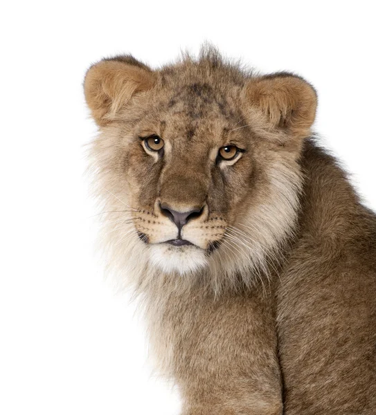 Lion, Panthera leo, 9 months old, in front of a white background — Stock Photo, Image