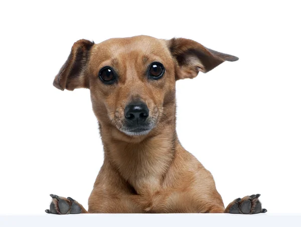 Portret nieprawy psa przed białym tle, łapka — Zdjęcie stockowe