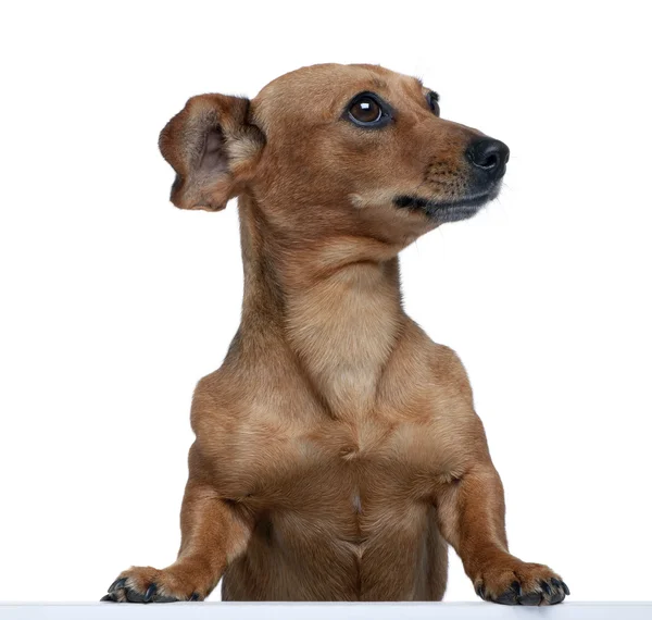 Portrait of bastard dog in front of white background, studio shot — Stock Photo, Image