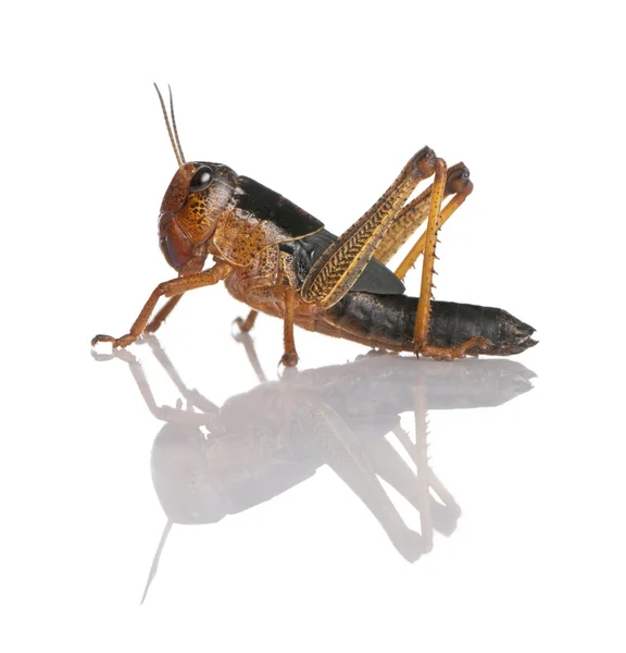 Side view of grasshopper from Asia in front of white background, — Stock Photo, Image