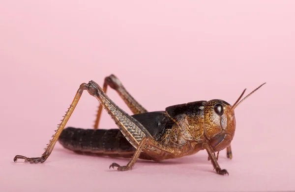 분홍색 배경 앞에서 아시아에서 메뚜기의 측면 보기, — 스톡 사진