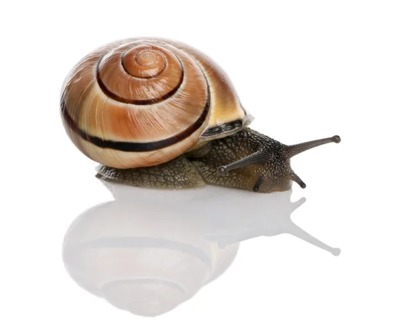 Garden snail in front of a white background, studio shot — Stock Photo, Image