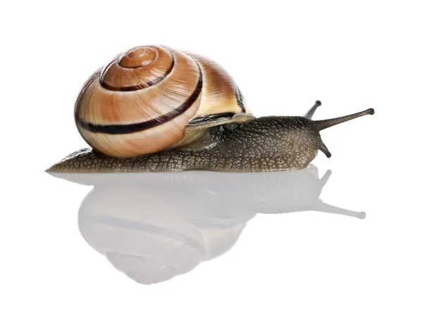 Garden snail in front of a white background, studio shot — Stock Photo, Image
