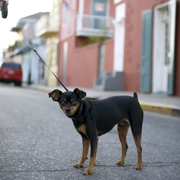 Small dog on leash in middle of road — Stock Photo, Image