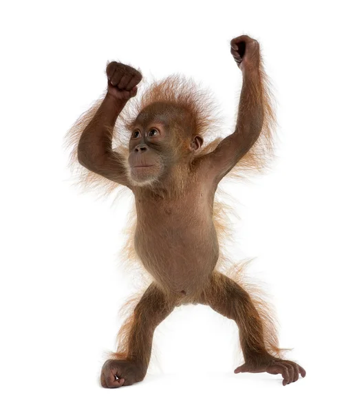 Baby Sumatraanse orang-oetan, 4 maanden oud, staande voor whit — Stockfoto