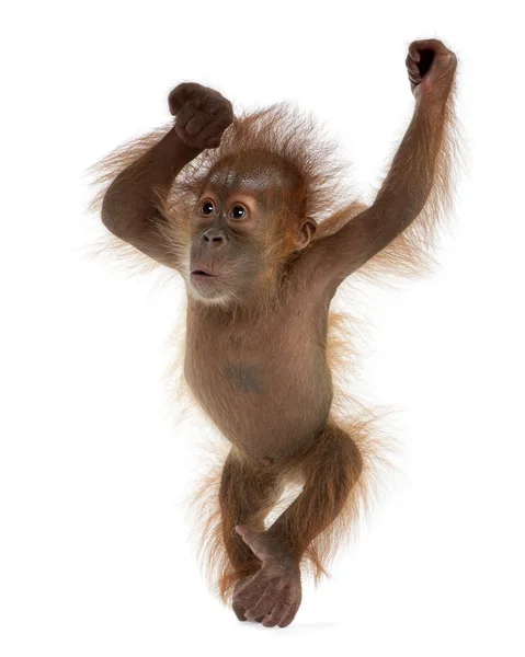 Baby Sumatran Orangutan, 4 months old, standing in front of whit — Stock Photo, Image