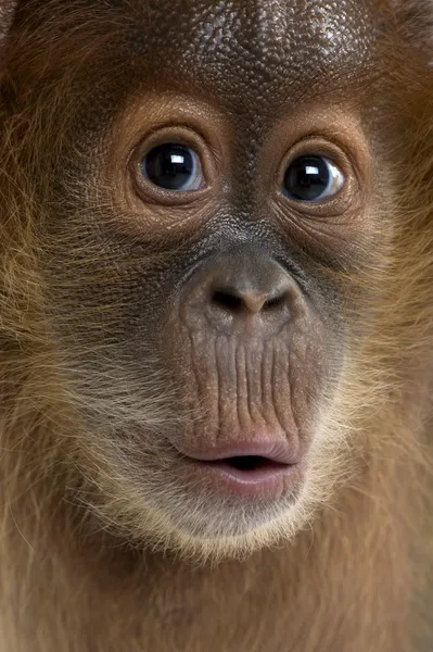 Bebek Sumatra Orangutang (4 aylık) — Stok fotoğraf