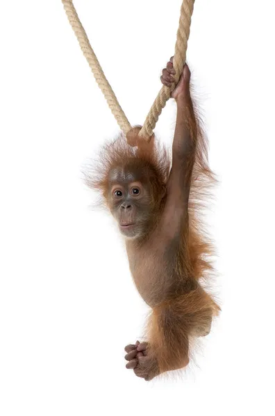 Dětská orangutan sumaterský (4 měsíce) — Stock fotografie