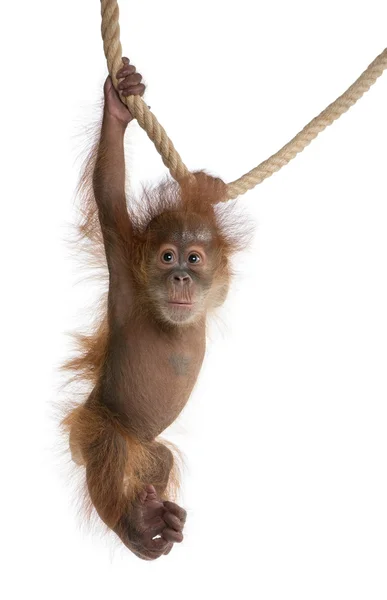 Μωρό Σουμάτρας Orangutang (4 μηνών) — Φωτογραφία Αρχείου