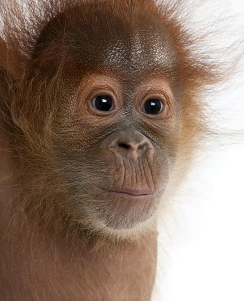 Baby Sumatran Orangutang (4 meses) ) — Foto de Stock
