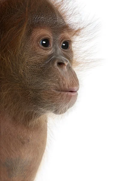 Baby Sumatran Orangutang (4 meses) ) — Foto de Stock