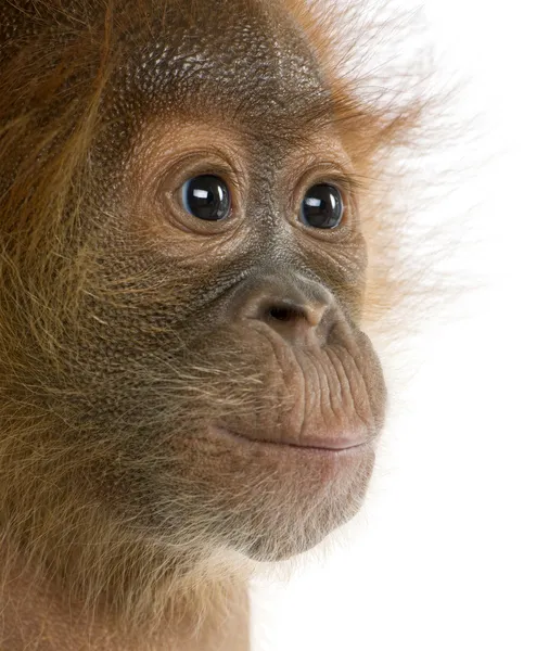 Baby Sumatran Orangutang (4 meses de idade ) — Fotografia de Stock