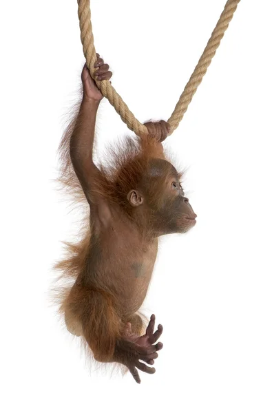 Dětská orangutan sumaterský (4 měsíce) — Stock fotografie